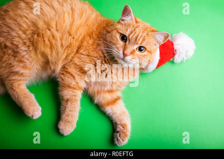 Gatto rosso indossa red Santa's hat su sfondo verde. Natale e Anno Nuovo concetto Foto Stock