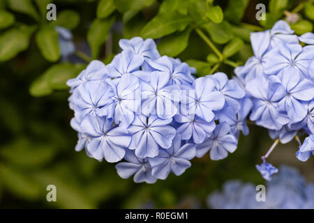 Primo piano di Plumbago Auriculata / Cape Ledwort fioritura in un giardino inglese, Inghilterra, Regno Unito Foto Stock