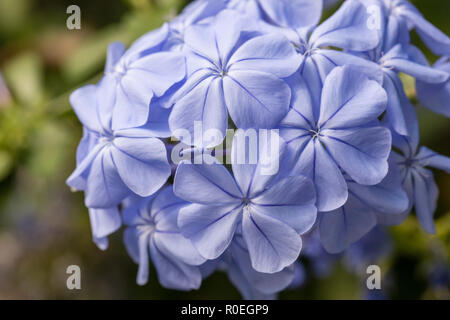 Primo piano di Plumbago Auriculata / Cape Ledwort fioritura in un giardino inglese, Inghilterra, Regno Unito Foto Stock