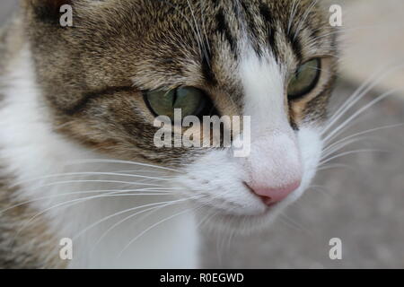 Outdoor tabby cat da vicino Foto Stock