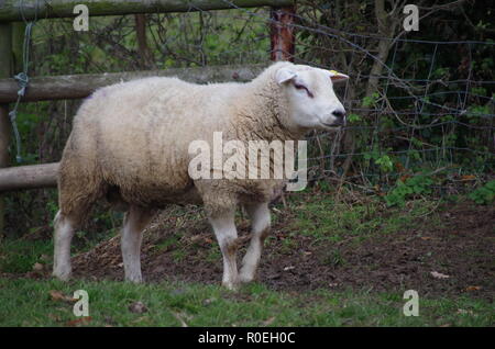 Pecore. A lunga distanza trail. In Inghilterra. Regno Unito Foto Stock