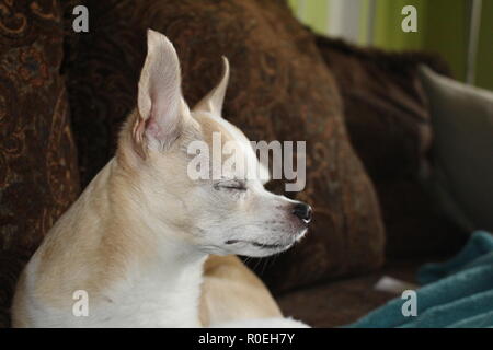Vecchio chihuahua godendo la calma sun Foto Stock