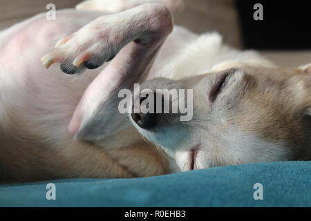 Vecchio chihuahua godendo la calma sun Foto Stock