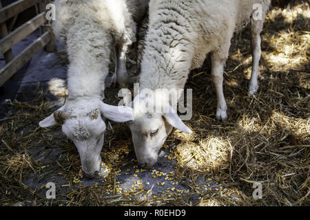 Ovini di mangiare in un agriturismo, dettaglio di mammifero alimentazione animale stesso Foto Stock