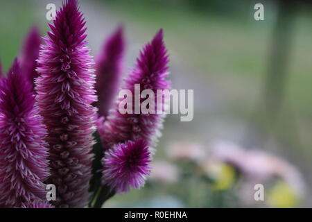 Viola woolflower dalla Germania. Foto Stock