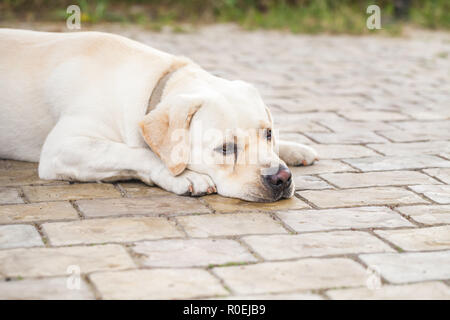 Stanco giallo Labrador Retriever giace su un terreno in ciottoli Foto Stock