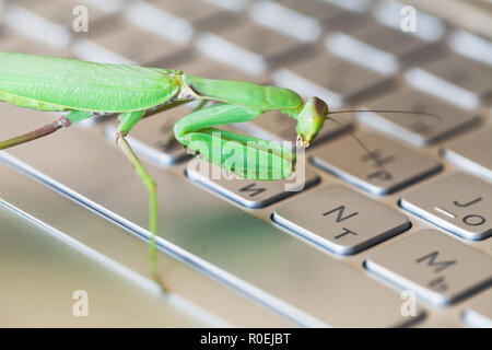 Mantis premendo i tasti su una tastiera del laptop computer, bug o metafora di hacker Foto Stock