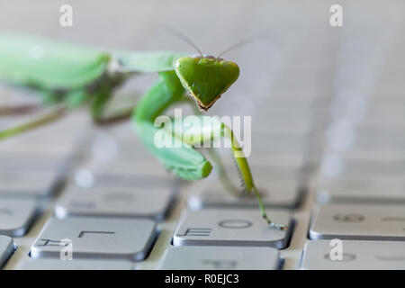 Green mantis, insetto premendo il tasto su una tastiera portatile, mantide religiosa come un computer bug o metafora di hacker Foto Stock