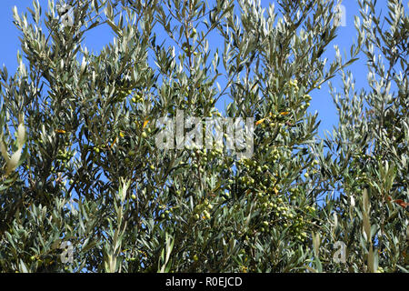 Ulivo con molti frutti di oliva, acerbe olive contro il cielo azzurro sfondo Foto Stock