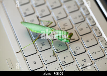 Green mantis premendo i tasti su una tastiera portatile, insetto reale come un computer bug o metafora di hacker Foto Stock