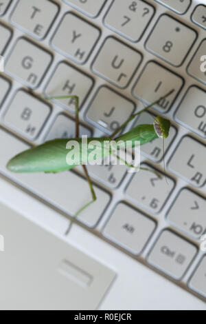 Insetto verde premendo i tasti su una tastiera portatile, mantide religiosa come un computer bug o hacker metafora. Vista superiore Foto Stock