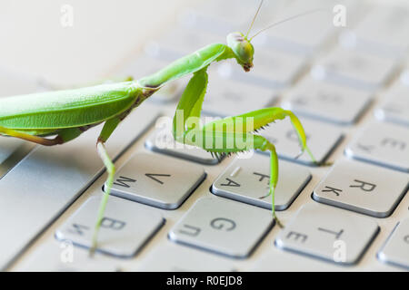 Insetto verde premendo i tasti su una tastiera portatile, mantide religiosa come un computer bug o metafora di hacker Foto Stock