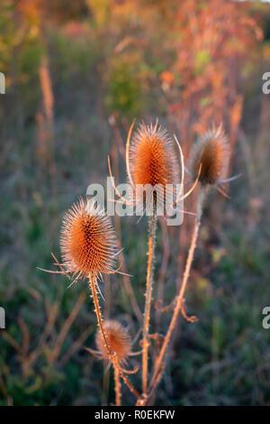 Asciugare fiore di cardo sul prato durante il sunrise durante l'autunno in Germania Foto Stock