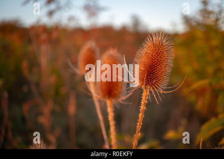 Asciugare fiore di cardo sul prato durante il sunrise durante l'autunno in Germania Foto Stock