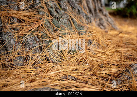 Vecchio Brown dry aghi di pino sulla terra vicino ad un albero in autunno in una giornata di sole Foto Stock