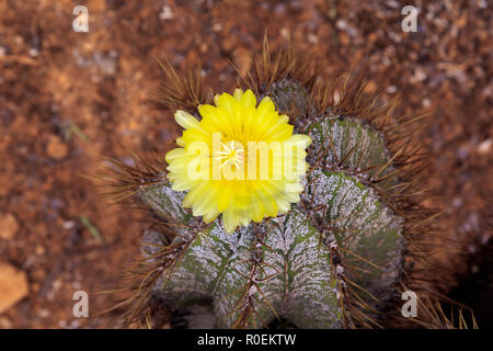 Astrophytum myriostigma, cactus con fiore giallo in terriccio bruno, Mallorca, Spagna Foto Stock