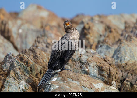 Incoronato cormorano Microcarbo coronatus grande baia, Western Cape, in Sud Africa il 5 settembre 2018 Phalacrocoracidae Immature Foto Stock