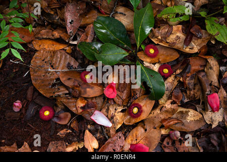 Forest Floor da una foresta Campinarana in Amazzonia, a nord della città di Manaus, Brasile. I fiori sono dal Apuí tree. Foto Stock