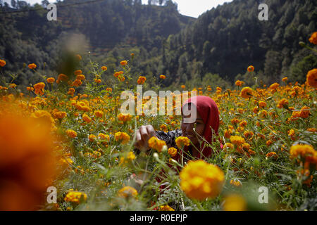 Una giovane ragazza picks calendula fiori per essere usato durante il festival di Tihar è anche chiamato Dipawali. Tihar è è il secondo più grande festival del Nepal che è dedicato ad un animale differente o un oggetto di culto, comprese le vacche, corvi e cani. Il festival celebra il potente rapporto tra gli esseri umani e gli dèi e gli animali Foto Stock