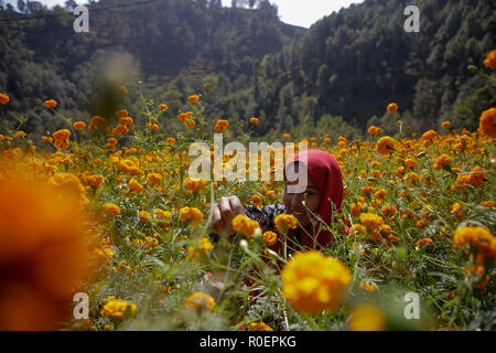 Kathmandu, Nepal. 4 Novembre, 2018. Una giovane ragazza picks calendula fiori per essere usato durante il festival di Tihar è anche chiamato Dipawali. Tihar è è il secondo più grande festival del Nepal che è dedicato ad un animale differente o un oggetto di culto, comprese le vacche, corvi e cani. Il festival celebra il potente rapporto tra gli esseri umani e gli dèi e animali Credito: Sunil Pradhan SOPA/images/ZUMA filo/Alamy Live News Foto Stock