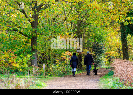 Blean boschi durante l'autunno. Colpo distanti di una coppia e un cane, a piedi da spettatore lungo il sentiero frondoso attraverso gli alberi alti. Il giallo e il verde Foglie sugli alberi. Foto Stock