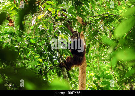 3 novembre 2018 - Fiume Lesan foresta protetta, a Est di Kalimantan, Indonesia - Novi, un orango tango primate su dove possono essere rilasciate nell'ambiente selvatico nel fiume Lesan foresta protetta, Kalimantan orientale, Indonesia. Questi due Bornean orangutan (Pongo pygmaeus morio), Novi e Leci sono il risultato della rinuncia della comunità ad Est di Kalimantan Risorse Naturali Conservation Centre in 2014 e 2016 nella regione Tenggarong, dove sono stati rilasciati nel loro habitat naturale dopo anni di riabilitazione dal trauma causato spesso da persone. Attualmente vi sono 57.300 meno orangutan vivere Foto Stock