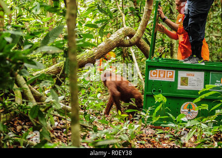 3 novembre 2018 - Fiume Lesan foresta protetta, a Est di Kalimantan, Indonesia - Novi, un orango tango primate su dove possono essere rilasciate nell'ambiente selvatico nel fiume Lesan foresta protetta, Kalimantan orientale, Indonesia. Questi due Bornean orangutan (Pongo pygmaeus morio), Novi e Leci sono il risultato della rinuncia della comunità ad Est di Kalimantan Risorse Naturali Conservation Centre in 2014 e 2016 nella regione Tenggarong, dove sono stati rilasciati nel loro habitat naturale dopo anni di riabilitazione dal trauma causato spesso da persone. Attualmente vi sono 57.300 meno orangutan vivere Foto Stock