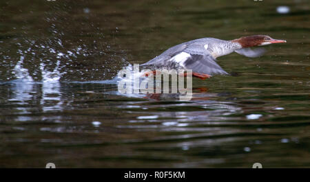 Elkton, OREGON, Stati Uniti d'America. 4 Novembre, 2018. Un comune merganser guadagna velocità che tiene fuori dalla superficie dell'Umpqua River vicino Elkton in western Oregon. Il comune merganser è un grande duck trovati nei fiumi e laghi in aree boschive della Europa settentrionale e Asia centrale e Nord America Credito: Robin Loznak/ZUMA filo/Alamy Live News Foto Stock