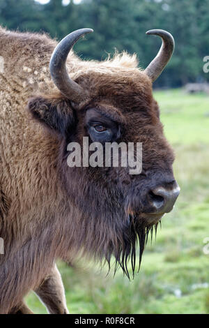 Il bisonte europeo - Bison bonasus Closeup della testa Foto Stock