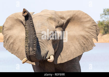 Vista frontale di elefante africano Loxodonta africana con un tronco sollevato annusare il circonda a Sable dam, Parco Nazionale Kruger Sud Africa Foto Stock
