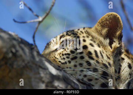 Close up headshot del giovane femmina leopard in appoggio nella struttura ad albero nel sole mattutino, Motswari Riserva Privata Timbavati in riserva, Sud Africa. Foto Stock