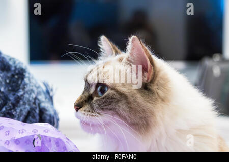 Bellezza gatto domestico a casa, razza Siberiana femmina Neva Masquerade Foto Stock