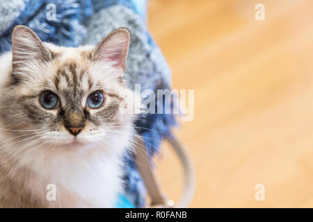 Bellezza gatto domestico a casa, razza Siberiana Foto Stock