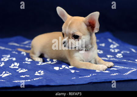 Pale a pelo corto Chihuahua cucciolo su sfondo blu Foto Stock