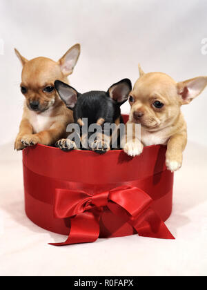 Cuccioli di Chihuahua in una confezione regalo rossa su sfondo bianco Foto Stock
