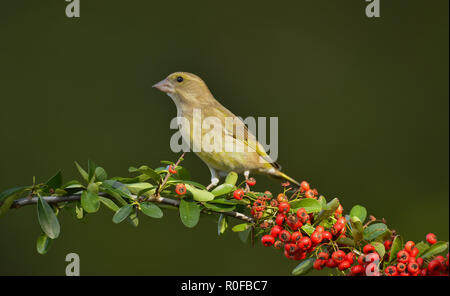 Verdone (Carduelis chloris), femmina su pyrocanthus ramoscello con frutti di bosco Foto Stock