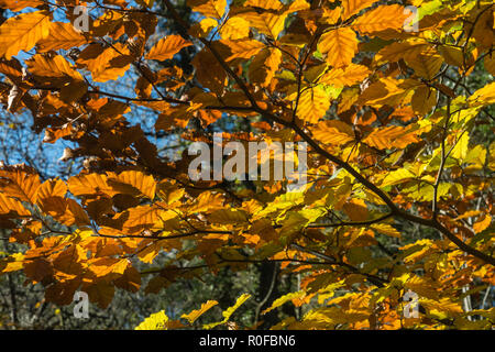 Il giallo, arancio e foglie di bronzo in close-up su un nativo inglese faggio nel bosco autunnale con cielo blu dietro, Lancashire, Inghilterra, Regno Unito Foto Stock