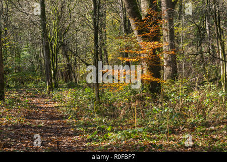 Un percorso attraverso il bosco in autunno coperto con foglie cadute e un unico piccolo albero con golden foglie colorate in Brock la vallata, Lancashire, Inghilterra, Regno Unito Foto Stock