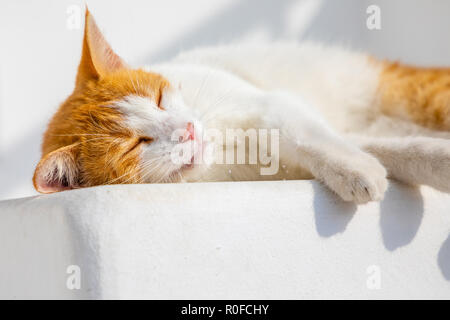 Cat per le strade di Mykonos, Grecia Foto Stock