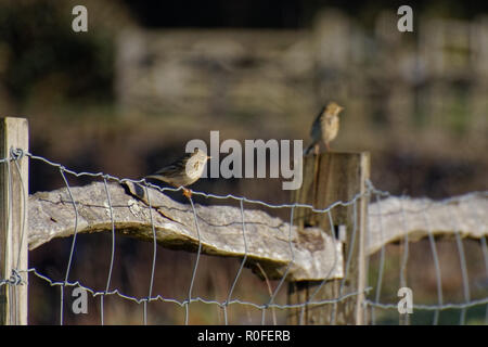 Meadow Pipit (Anthus pratensis) appollaiato su un recinto di filo Foto Stock