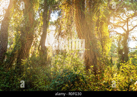 Tarda estate rompendo la luce del sole attraverso gli alberi. Foto Stock