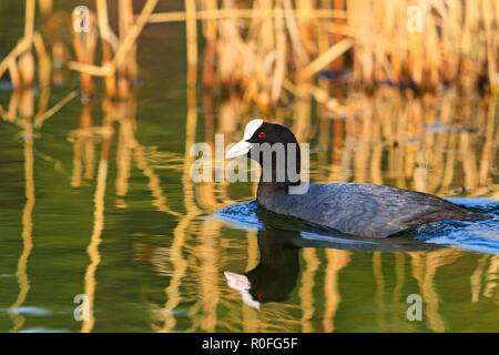 La folaga nuota nel lago con la riflessione Foto Stock