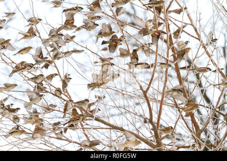 Stormo di uccelli in inverno vola attraverso densi canneti Foto Stock