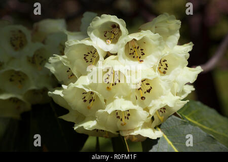 Varietà di rododendro Falconeri x Macabeanum in fiore Foto Stock