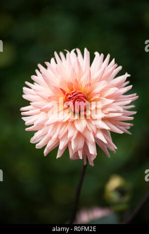 Close up di Cactus Dahlia varietà la perfezione nel pieno fiore Foto Stock