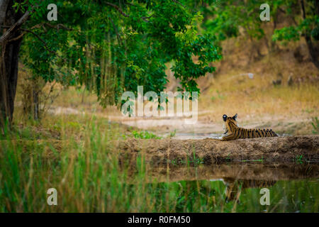 In estate della giungla indiana tigrotto in attesa di sua madre nella incantevole natura a Bandhdavgarh Riserva della Tigre, India Foto Stock