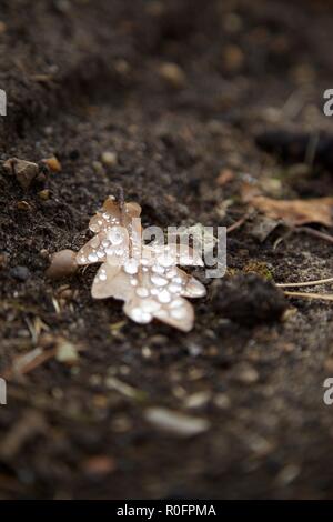 Sandringham Estate Royal Home in Norfolk Inghilterra Foto Stock