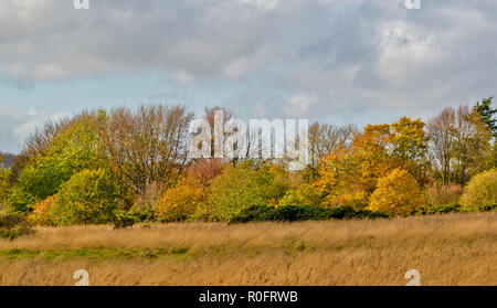 SCOTSTOWN MOOR natura locale riserva la città di Aberdeen Scotland autunno alberi ed erbe Foto Stock