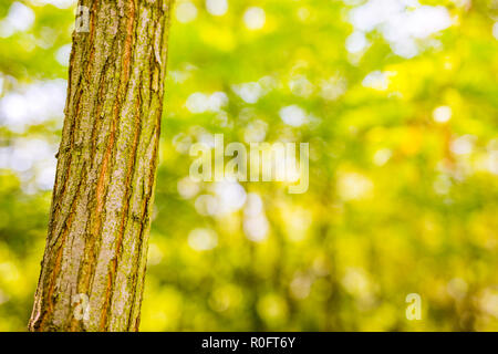 Tree closeup con sfondo sfocato, verde ecologia concetto. Foresta, tees, natura Foto Stock
