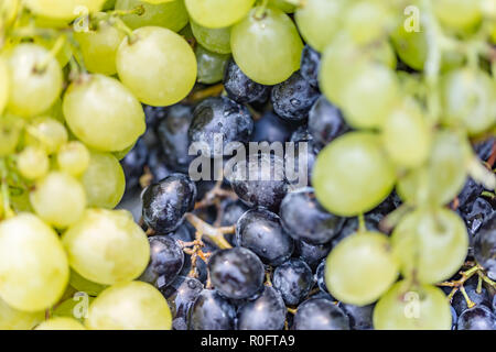 Sani frutti vino rosso sfondo UVA, UVE scuro, blu uva, uve da vino. Vino rosso con uve a bacca bianca Foto Stock